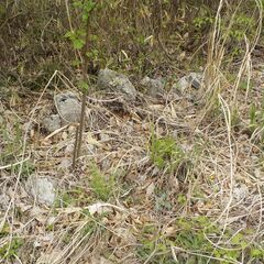 使われていない山林の土地をお持ちの方、ご相談下さい。