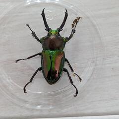 ニジイロクワガタ　オスメスペア　長歯