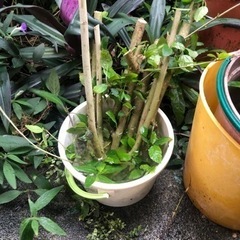 白と赤のハイビスカスの挿し木無料であげます