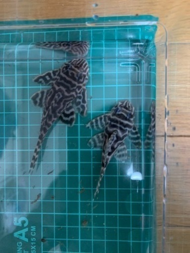 引き渡し者決まりました。　近日中に飼育セット投稿します