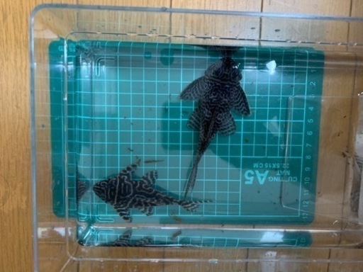 引き渡し者決まりました。　近日中に飼育セット投稿します