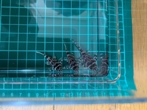 引き渡し者決まりました。　近日中に飼育セット投稿します