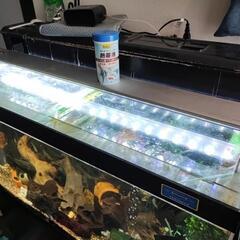 千葉県 柏市のディスカスの中古が安い！激安で譲ります・無料であげます｜ジモティー