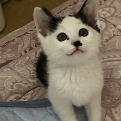 猫さん大好な白黒君