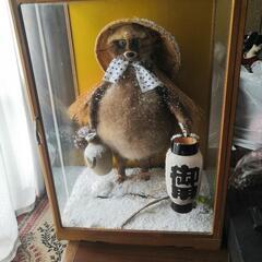 たぬきの剥製　ガラスケース入り