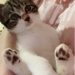 疾患あり子猫のキジ白ちゃん里親募集中！
