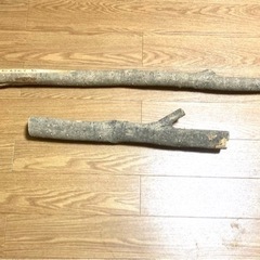 銀木犀　ギンモクセイ