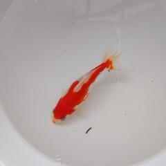 金魚 更紗和金②
