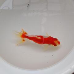 金魚 更紗和金③