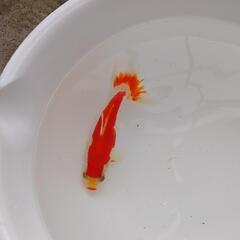 金魚 更紗和金④