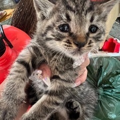 キジトラオス  子猫  里親募集