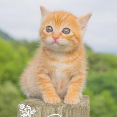 【急募】ペットショップ定員【販売】【お世話】の画像