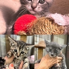 ✴︎緊急里親募集✴︎3匹姉妹とお母さん猫