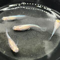 アルビノメダカ・めだか の有精卵①　１０個+α