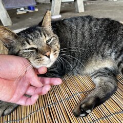 里親募集！元気でおっとりした可愛いキジトラ猫です