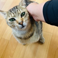 一歳くらいの男の子🐈鍵しっぽ
