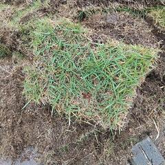 姫高麗芝差し上げます