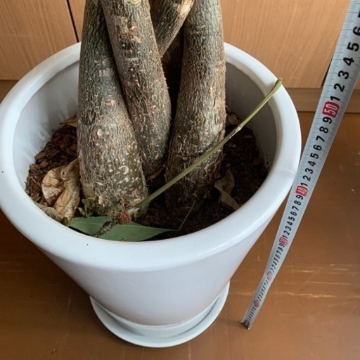 パキラ【値下げしました】