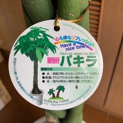 パキラ【値下げしました】