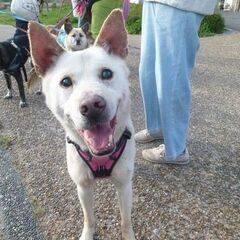 紀州犬風、人に従順なマシュ君。視覚に障害があるけど、お散歩大好き。 - 高槻市