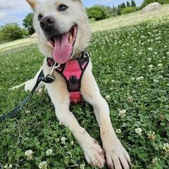 紀州犬風、人に従順なマシュ君。視覚に障害があるけど、お散歩大好き。 − 大阪府