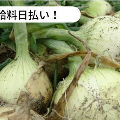 【日払い】愛媛県松山市難波で玉ねぎの根と茎をきる等拾いこみ作業の...