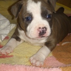 『急募』一緒に働いてくれるスタッフ募集中の画像