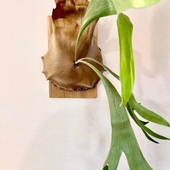 P.Athena #1 ビカクシダ コウモリラン 観葉植物