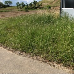 伐採　抜根　雑草駆除　お片付け　解体 − 群馬県
