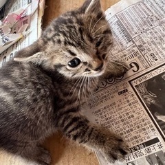 キジトラ 子猫  里親