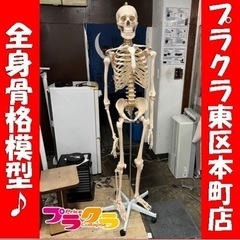 骨格模型 その他の中古が安い！激安で譲ります・無料であげます