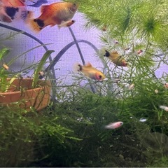 ⭐️熱帯魚⭐️ミッキーマウスプラティ　幼魚5匹➕水草【潮見駅前直接手渡し】次回7月19日以降お渡し可能 の画像