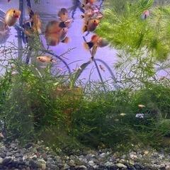 ⭐️熱帯魚⭐️ミッキーマウスプラティ　幼魚5匹➕水草【潮見駅前直接手渡し】次回7月19日以降お渡し可能 の画像