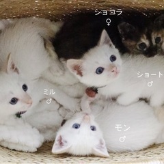 ふんわり白猫さんはいかが