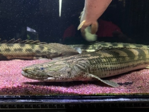 ポリプテルス　sp.ナイジェリア　50㎝±