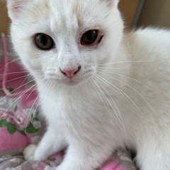 ミルク　オス