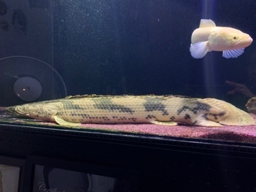 9月末まで　ポリプテルスエンドリケリー　60㎝±