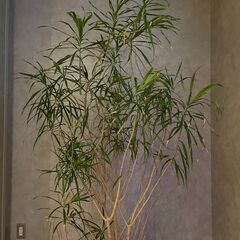 【取りに来ていただける方限定!!】新緑で空間を彩る、観葉植物(ド...