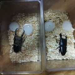 販売外国産カブトムシクワガタを交換しませんか？の画像