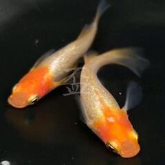【サウザーメダカ】丹頂ギャラクシー(たんちょう)♪