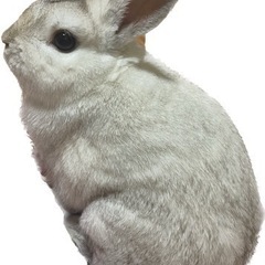 うさぎ譲ります。