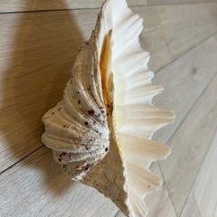 シャコ貝🐚のお皿