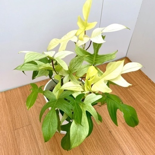 大きい株レア　観葉植物　フィロデンドロン　フロリダゴースト