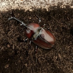 ⑥カブトムシ　ペア