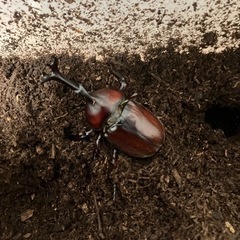 ⑦カブトムシ　オス2匹