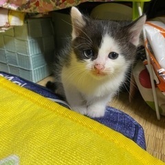 【お話中】仔猫ちゃんの里親さん募集✨