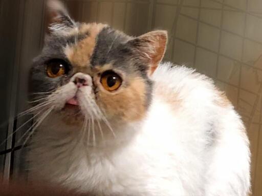 三毛猫カラーのエキゾちゃんです！ (社) 青木の猫の里親募集