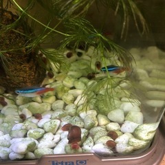 レッドラムズホーン　10匹　300円の画像