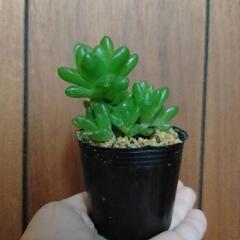 ハオルチア オブツーサ 苗 《果樹苗などと交換希望》