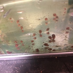 レッドラムズホーン　10匹　300円の画像